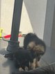 Magnifique petite Spitz nain/loulou de poméranie