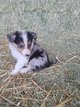 Chiots Border Collie