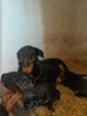 Magnifiques chiots Beaucerons