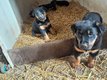 Magnifiques chiots Beaucerons