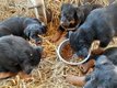 Magnifiques chiots Beaucerons
