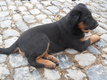 Magnifiques chiots Beaucerons