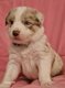 Chiot Border collie à reserver