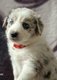 Chiot Border collie à reserver
