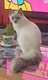 Femelle Ragdoll
