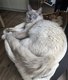 Femelle Ragdoll