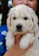 Magnifiques chiots golden retriever