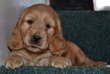 Magnifiques chiots cocker angalis dorés