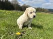 Chiots golden retriever avec pedigré