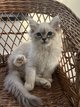 Joli mâle sacré de Birmanie