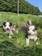 Chiots Border collie à la ferme