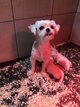 Magnifiques bichons nains élevés à la ferme