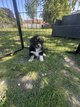 4 chiots bleu merle/noir tricolore yeux bleus...