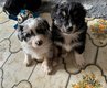3 chiots bleu merle/noir tricolore yeux bleus...