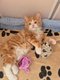 Kurilian bobtail