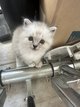 2 mâles Seal (Silver) tabby point disponibles