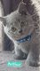 Chatons british shorthair