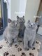 Chatons british shorthair