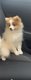 Spitz femelle
