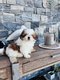 Superbe portée de Shih Tzu nains