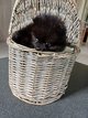 Chiot femelle Spitz nain Pomeramien pelage noir