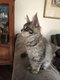 Chatterie Devil coonsune chatonne bleue silver