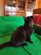 Grisounette, magnifique chatte à donner