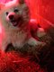 Chiots Spitz (Loulou de poméranie) petite taille