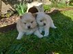 Chiots Spitz (Loulou de poméranie) petite taille