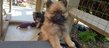 Spitz allemand