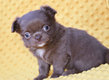 Chihuahua femelle et mâle poil long à réserver