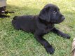 Chiot noir mâle de race Labrador Retriever à...