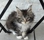 Maine Coon avec pédigré à réserver