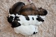 Chiots Petit Elo