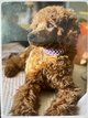 Bébés grand caniche