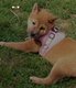 1 chiot