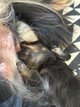 Magnifique chiot teckel poil long