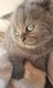 3 adorables chatons British shorthair