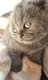 3 adorables chatons British shorthair