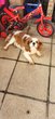 Femelle cavalier King Charles
