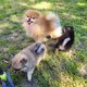 3 magnifiques Pomchi mâles (de vrais nounours)