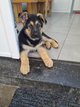 Chiot Berger Allemand