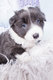 Petite femelle border collie lignée de beauté...