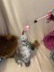 Maine coon black smoke