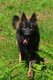 Berger Allemand femelle poil long - 1,5 ans