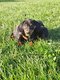 Chiots teckels poil ras nain