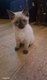 Chatons Siamois 1 femelle