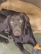 Chiot labrador croisé