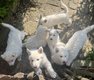 Chiots Bergers Blancs Suisses disponibles