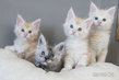 Maine coon mâles disponibles à la chatterie...